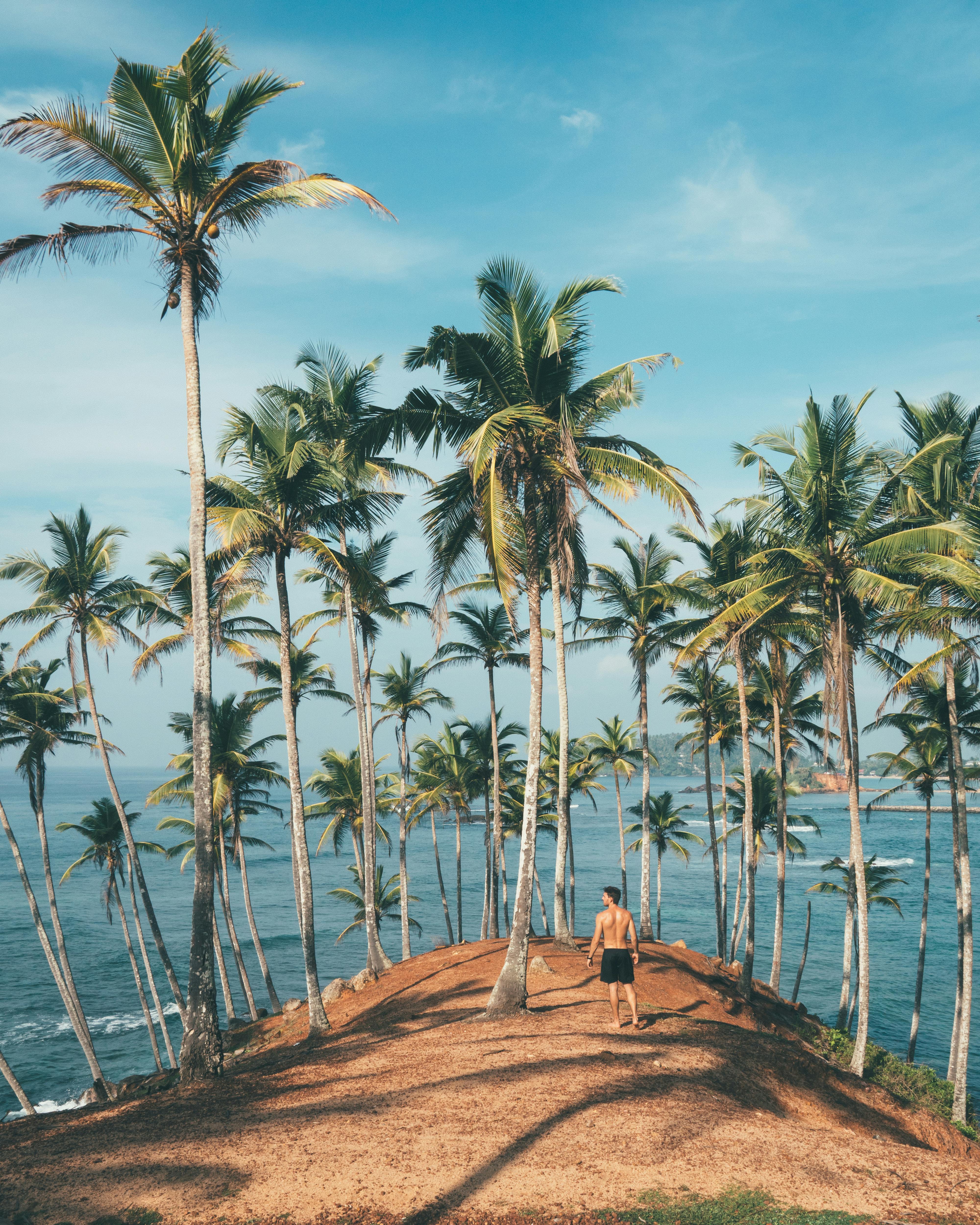 Coconut tree hill
