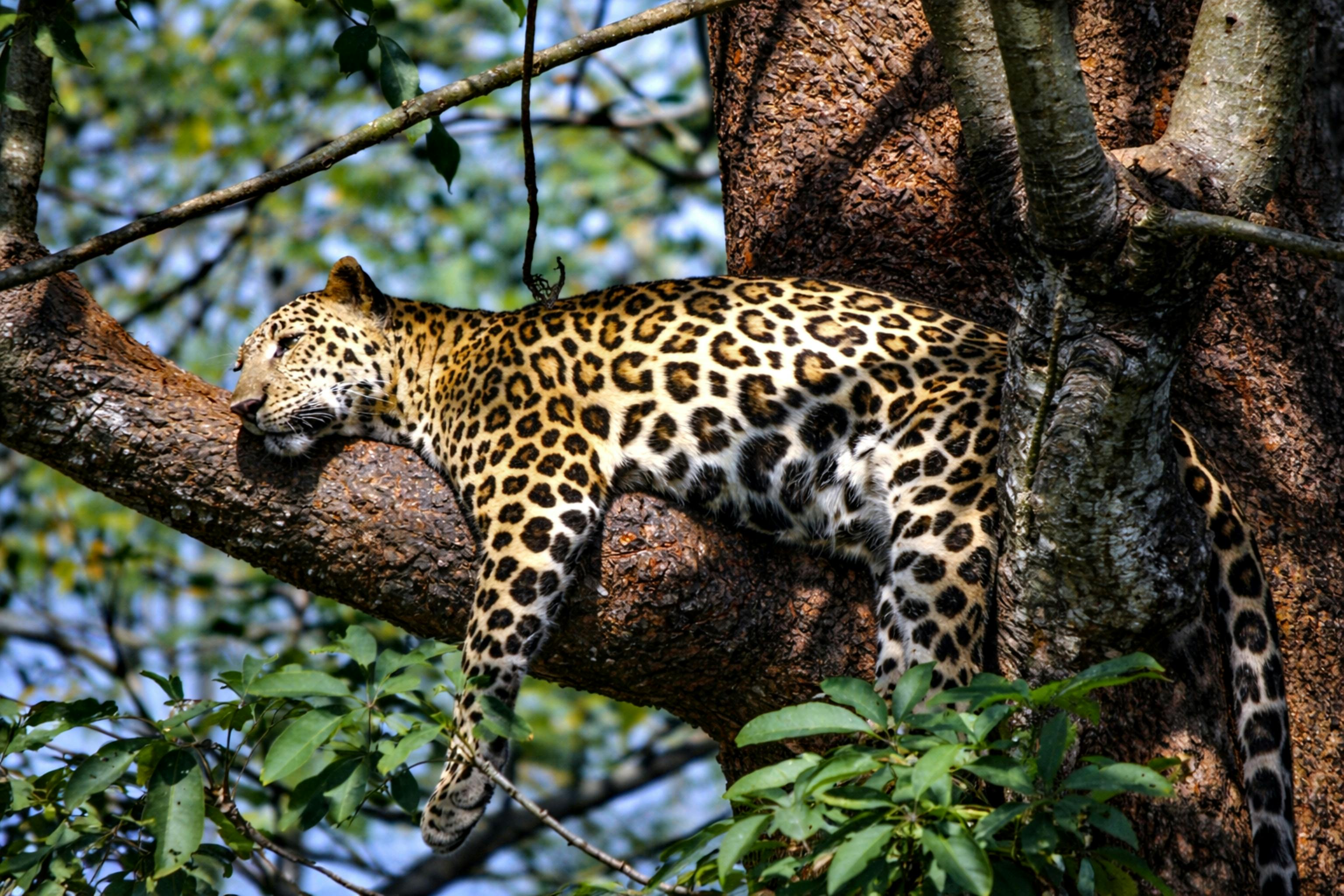 Leopard perched in a tree at Yala National Park
