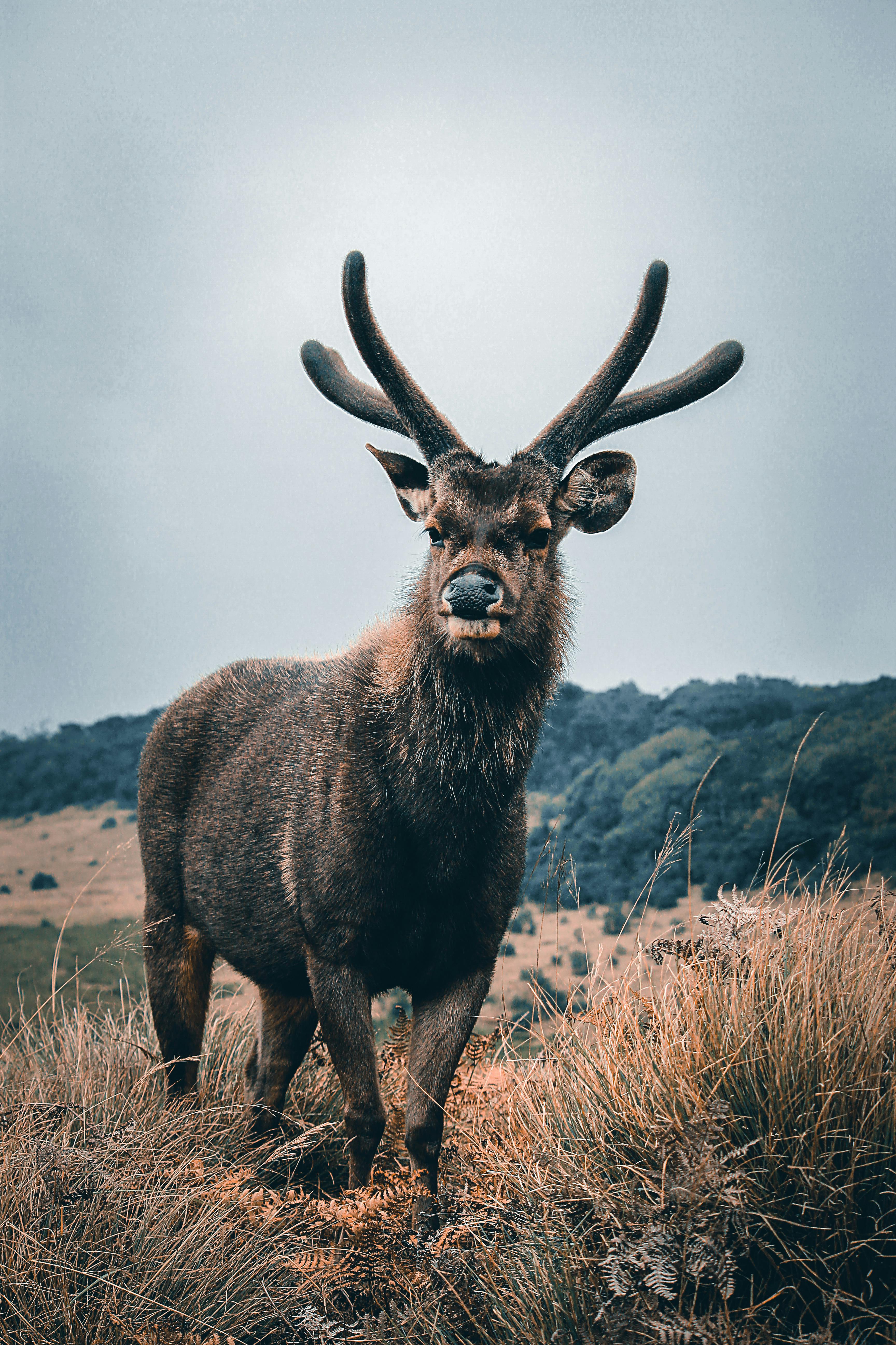 Sambar deer grazing in Horton Plains