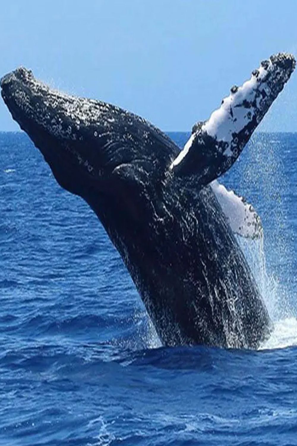 Mirissa Whale Watching