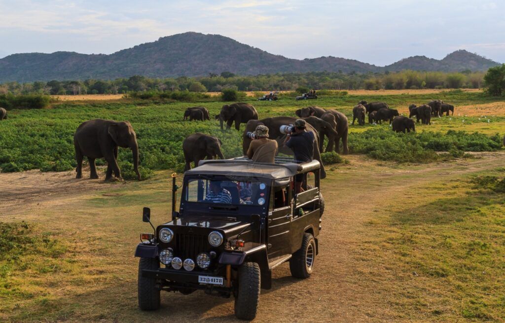 Yala National Park Safari gallery 2