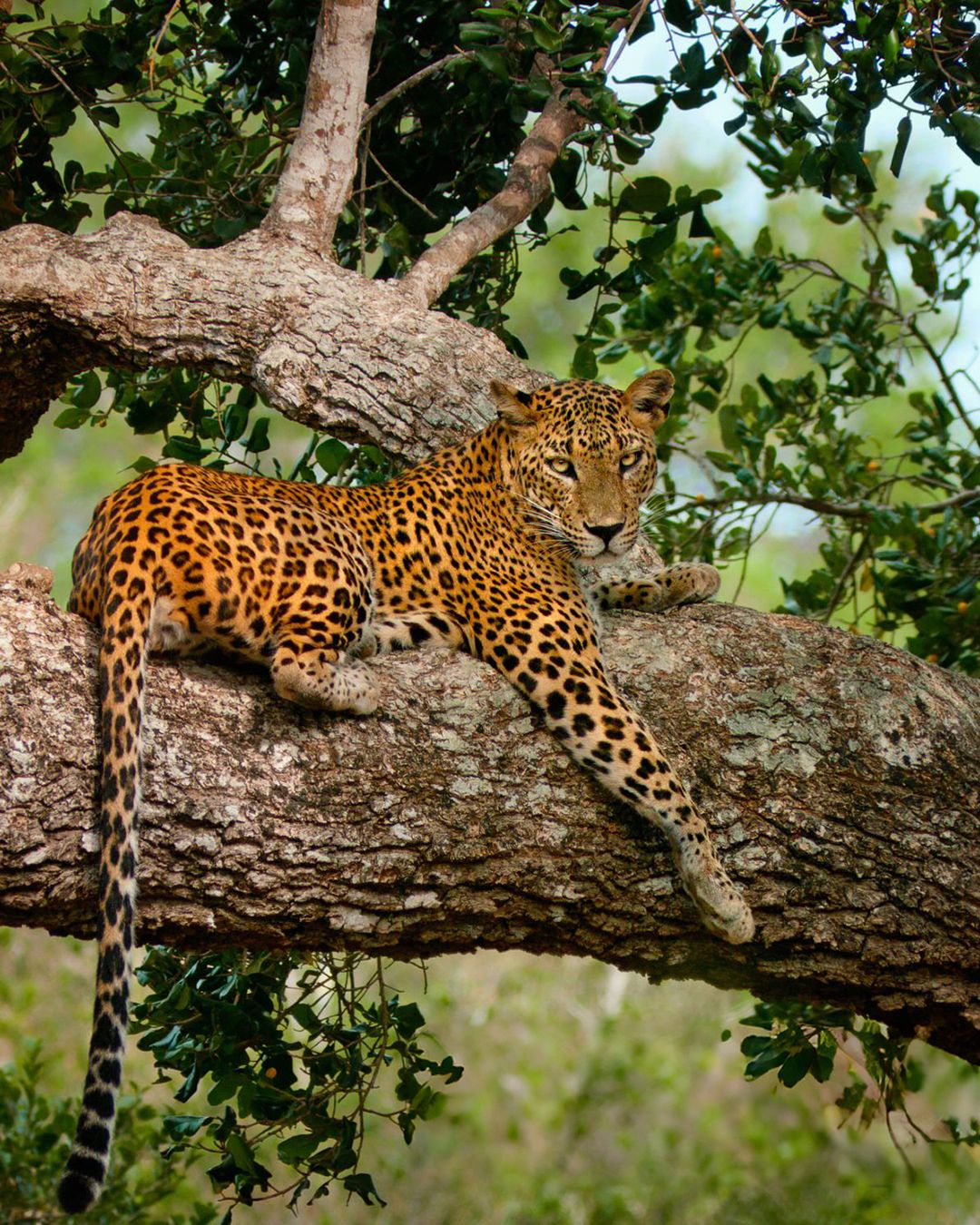 Yala National Park Safari gallery 3