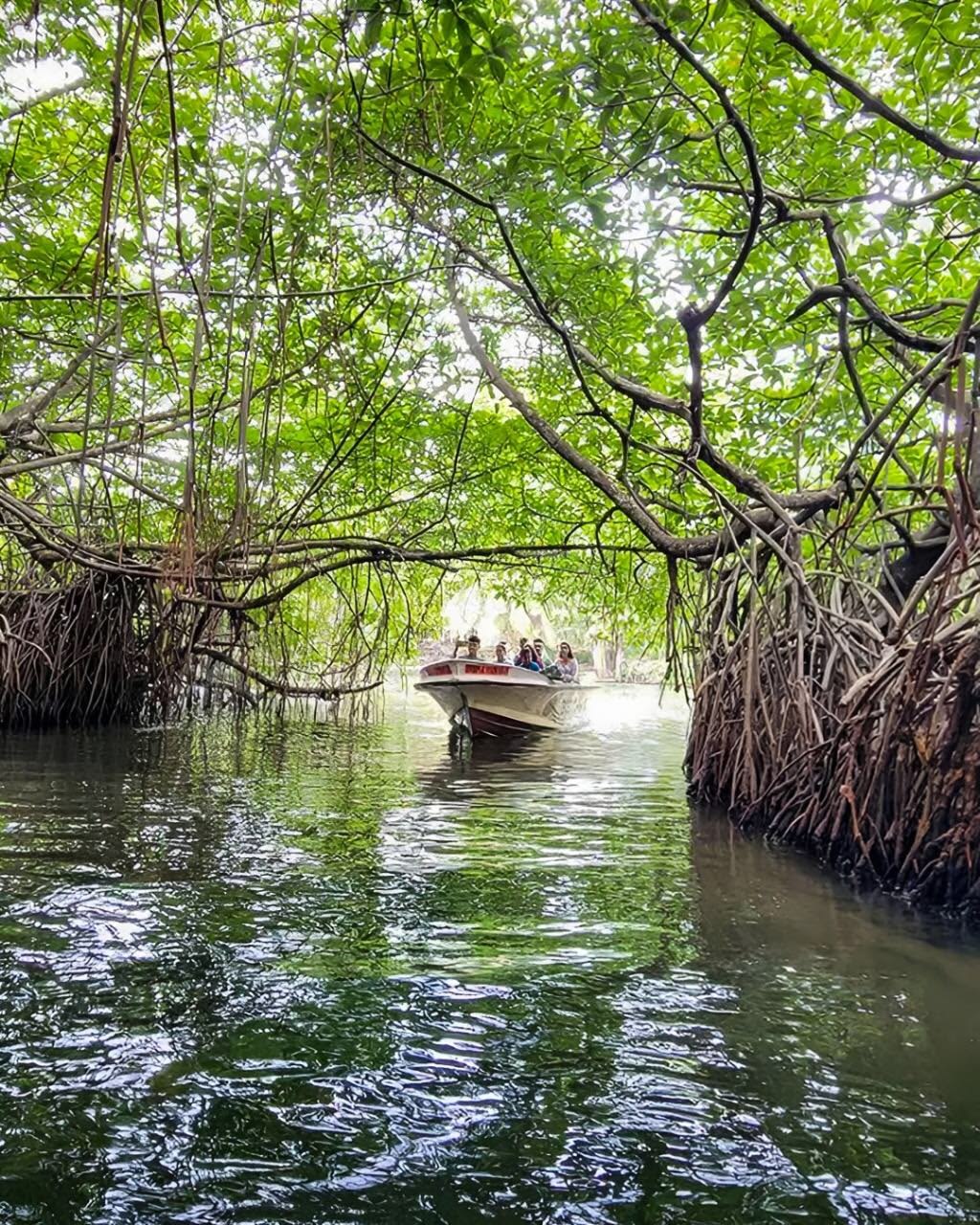 Madu River Safari gallery 2