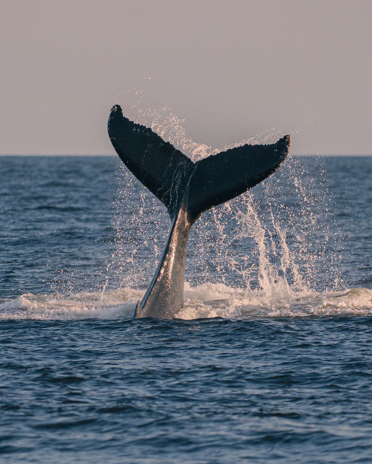 Mirissa Whale Watching gallery 1