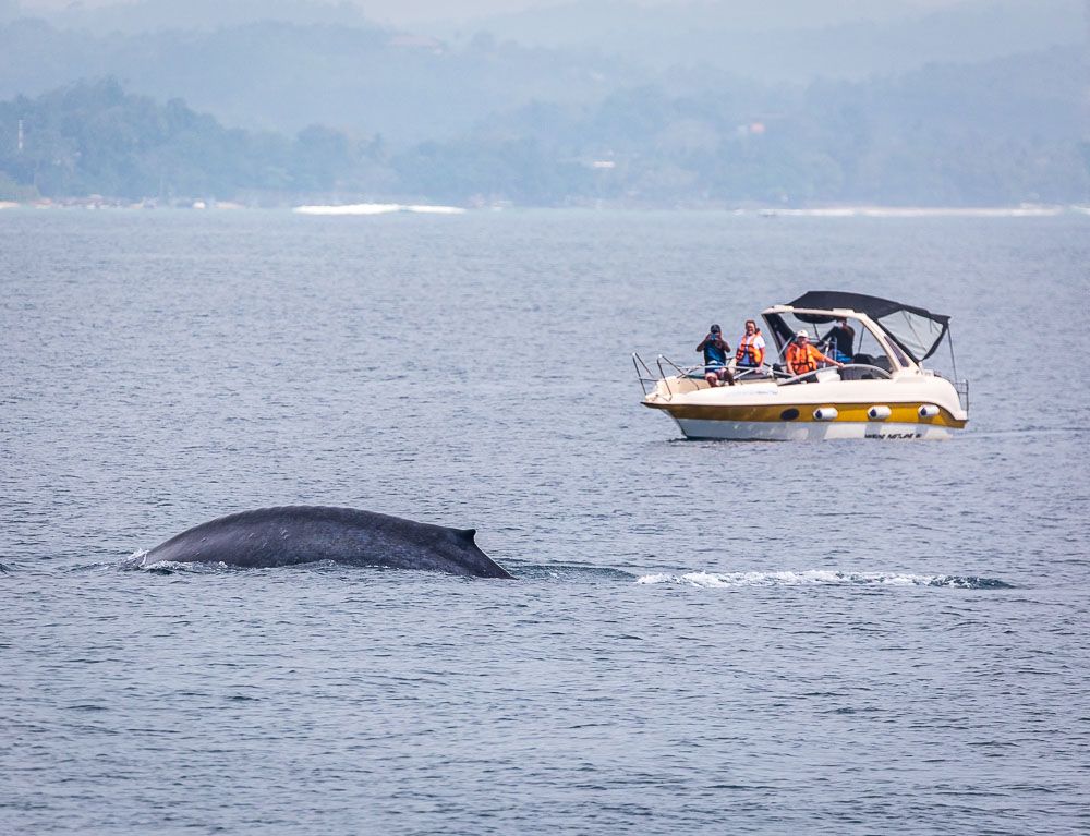 Mirissa Whale Watching gallery 2