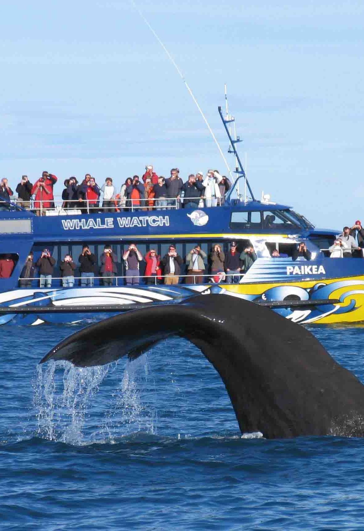 Mirissa Whale Watching gallery 3