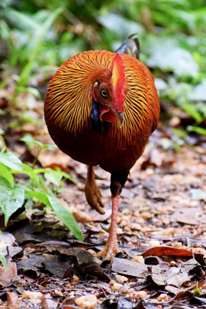 Sinharaja Rainforest Trail gallery 1
