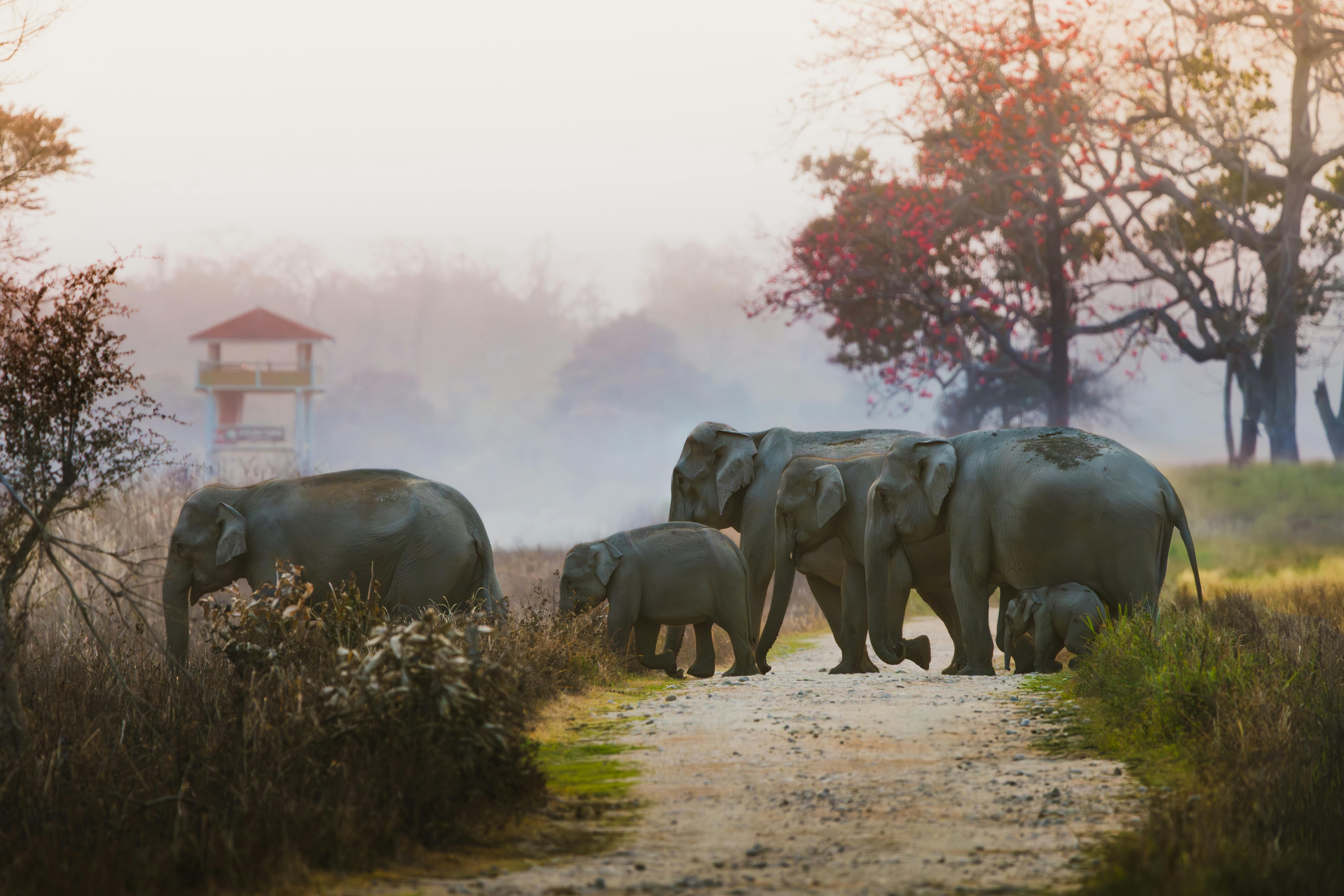 Sri Lanka bespoke journey