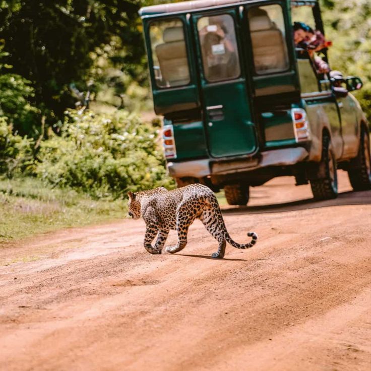 Sri Lanka Wildlife & Nature Expedition gallery 2