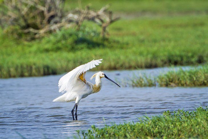 Sri Lanka Wildlife & Nature Expedition gallery 4